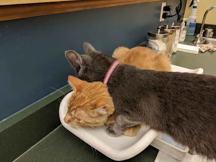 Bridgeville Animal Hospital 10