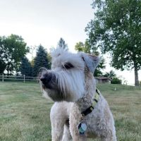 Bridgeville Animal Hospital ico