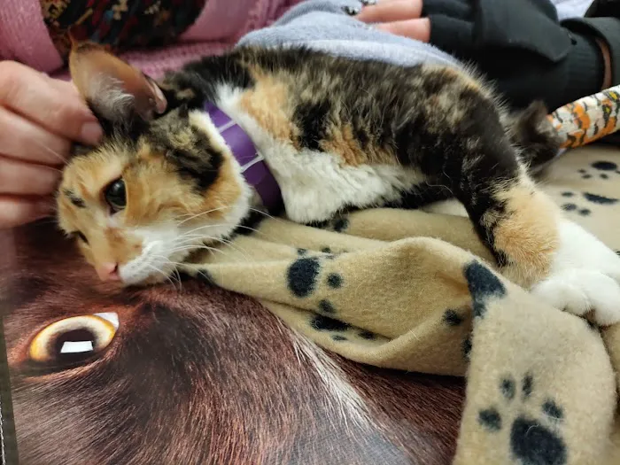Bridgeville Animal Hospital 6