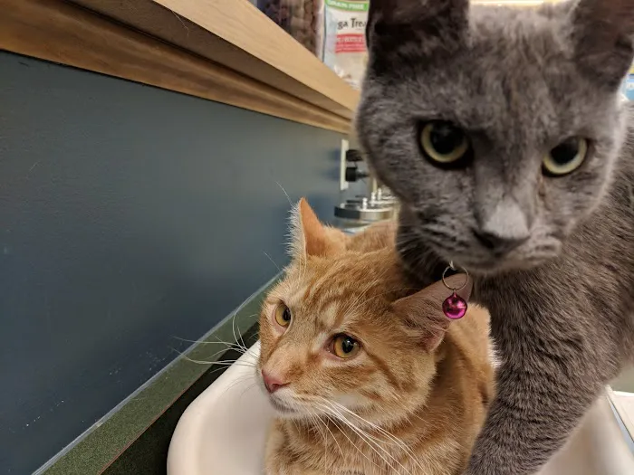 Bridgeville Animal Hospital 5