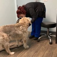 Family Vet Care Center ico