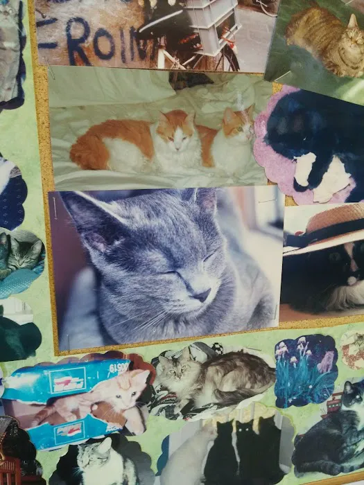 Bethel Park Cat Clinic 6