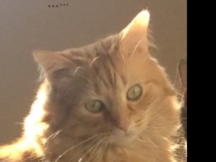 Bethel Park Cat Clinic 8