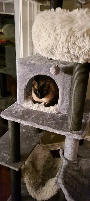 Bethel Park Cat Clinic 2
