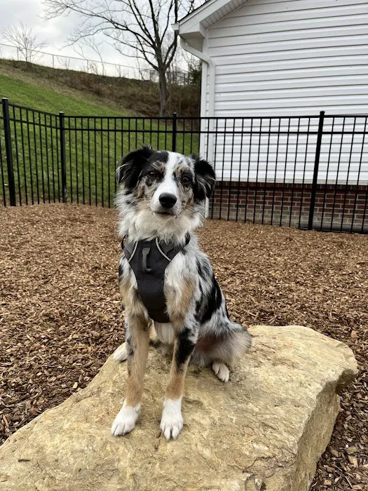 Bethel Park Animal Clinic 4