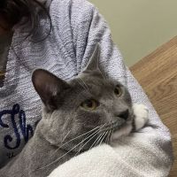 Bethel Park Animal Clinic ico