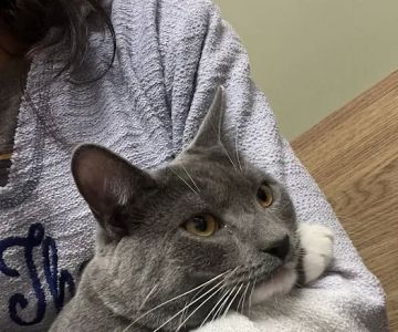 Bethel Park Animal Clinic