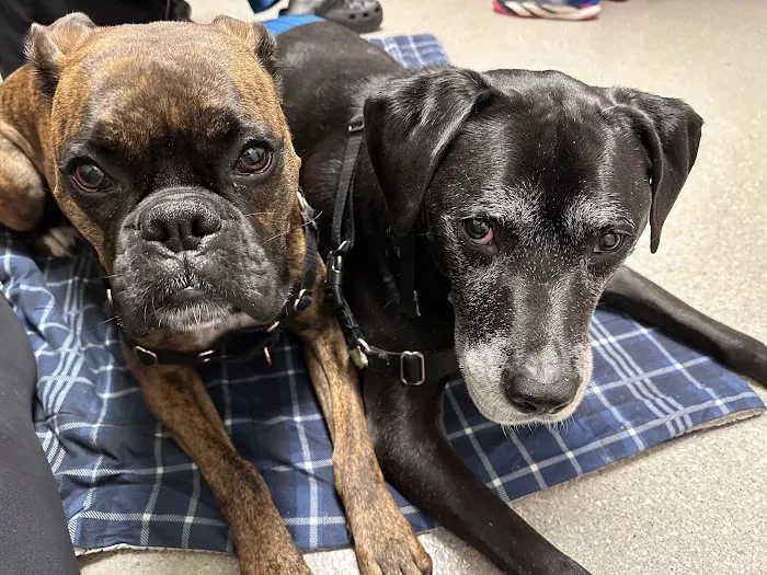 Bethel Park Animal Clinic 9
