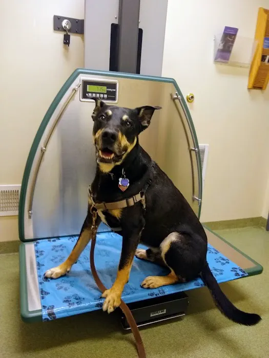 Greentree Animal Clinic 10