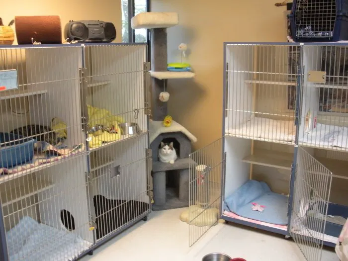 VCA Duncan Manor Animal Hospital 7