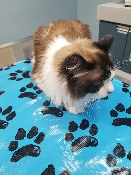 VCA Duncan Manor Animal Hospital 6