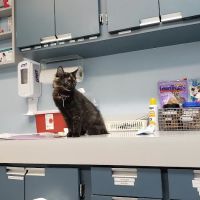 VCA Duncan Manor Animal Hospital ico