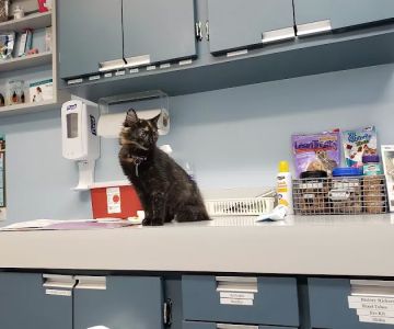 VCA Duncan Manor Animal Hospital
