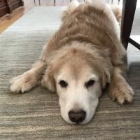 BelaCoop Animal Hospital of North Park ico