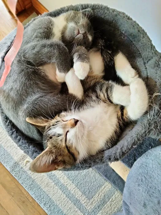 Spay Neuter Clinic: Pittsburgh - North Hills 4