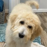 Spay Neuter Clinic: Pittsburgh - North Hills ico