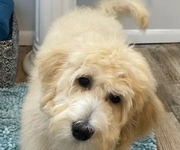 Spay Neuter Clinic: Pittsburgh - North Hills