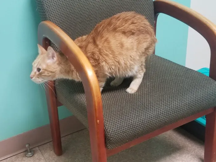 West Liberty Animal Hospital 1