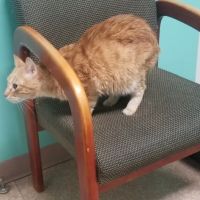 West Liberty Animal Hospital ico