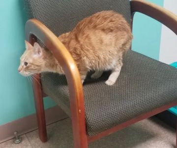 West Liberty Animal Hospital