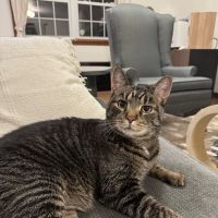 PetVet365 Pet Hospital Pittsburgh / The Terminal ico