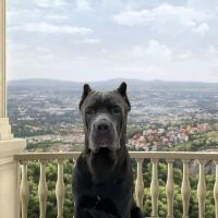 Penn Animal Hospital ico