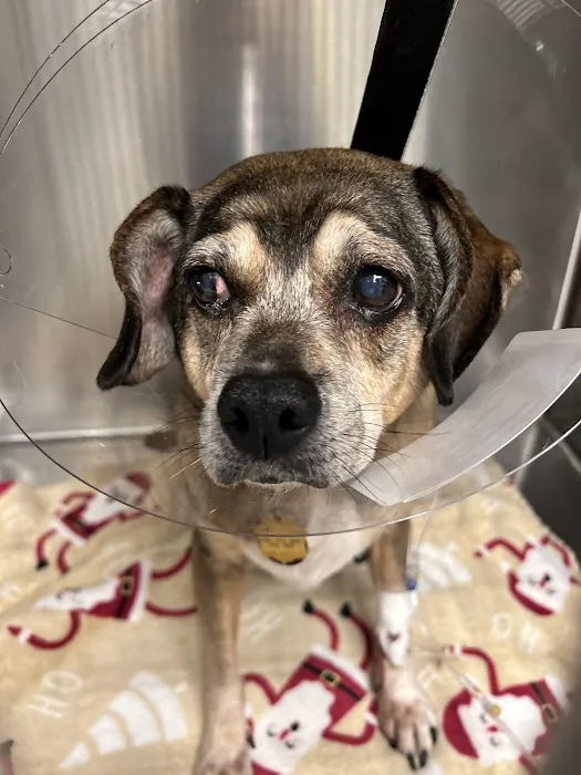 Rivers Veterinary Urgent Care 2