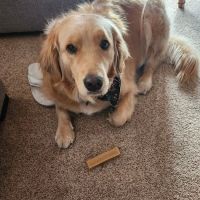 Rivers Veterinary Urgent Care ico