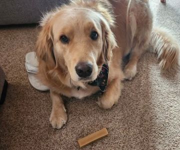 Rivers Veterinary Urgent Care
