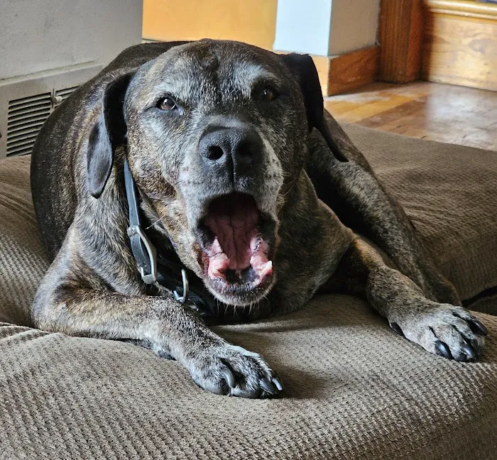 Rivers Veterinary Urgent Care 6