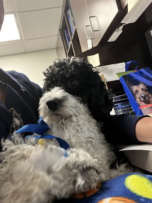 VCA Castle Shannon Animal Hospital 9