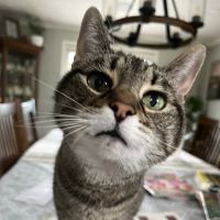 VCA Castle Shannon Animal Hospital ico