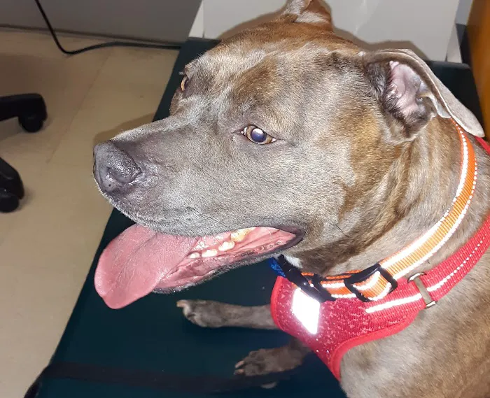 The Big Easy Animal Hospital 1