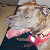 The Big Easy Animal Hospital ico