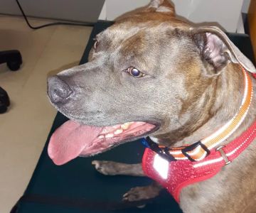 The Big Easy Animal Hospital