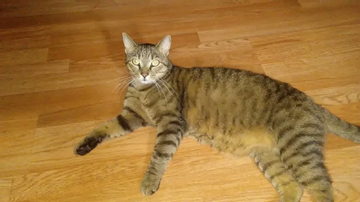 The Big Easy Animal Hospital 10