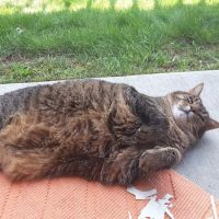 Middle Road Animal Clinic, LLC ico