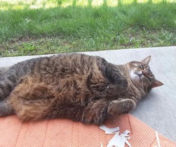 Middle Road Animal Clinic, LLC