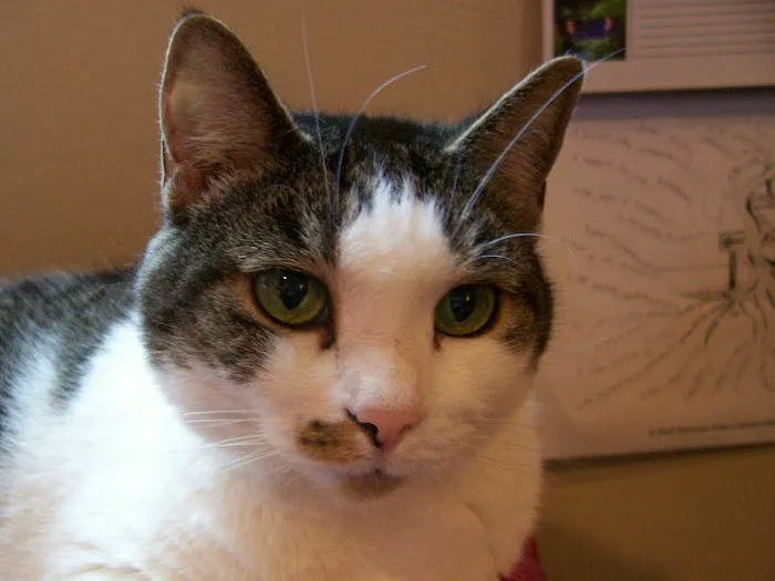 Lawrenceville Veterinary Clinic 1