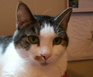 Lawrenceville Veterinary Clinic