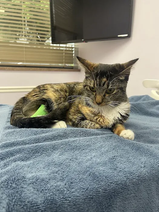 South Side Flats Animal Hospital 5
