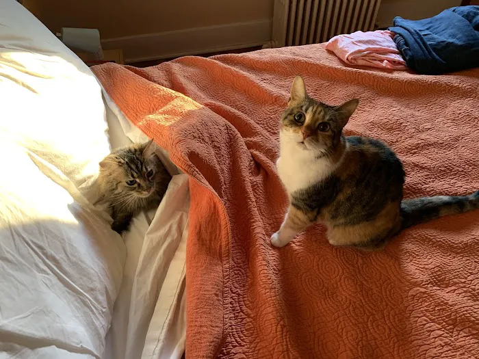 Cat Clinic and Hospital 2