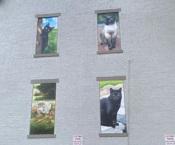 Cat Clinic and Hospital