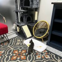PetVet365 Pet Hospital Pittsburgh/Shadyside at the Junction ico