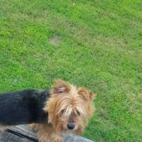 Orchard Creek Veterinary Hospital ico