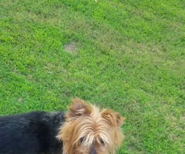Orchard Creek Veterinary Hospital