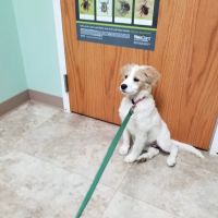 Muddy Creek Animal Clinic, LLC ico