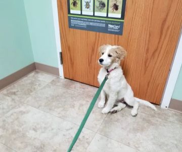 Muddy Creek Animal Clinic, LLC
