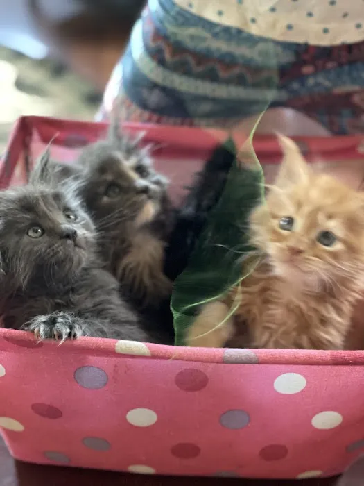 7&3 Cattery 7