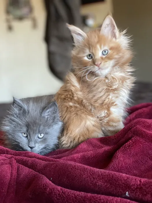 7&3 Cattery 10